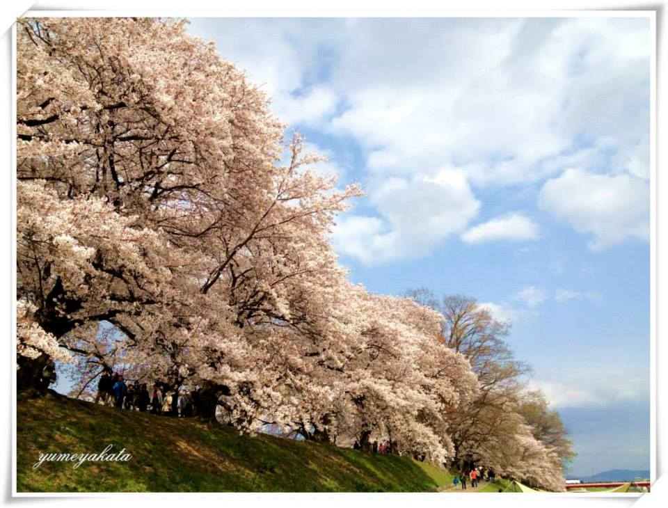 http://blog.yumeyakata.com/taiwan/SAKURA.jpg